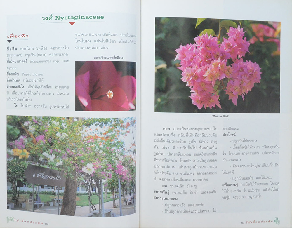 ไม้เลื้อยประดับ