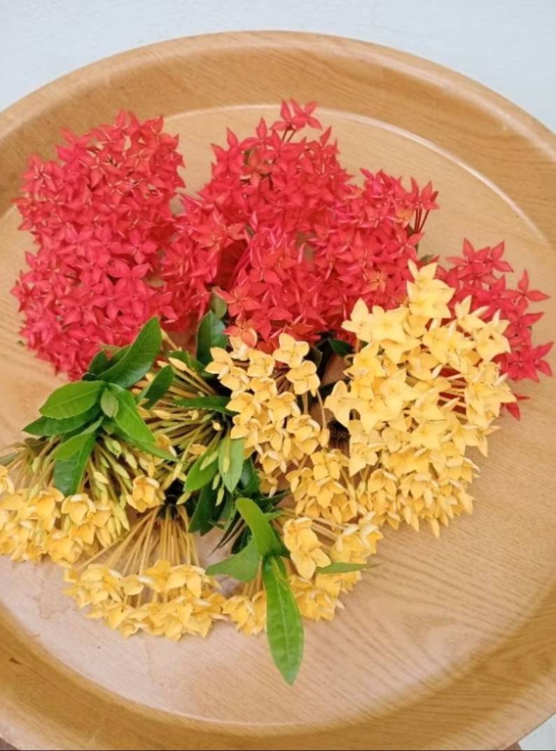 ดอกเข็ม needle (สีแดง,สีเหลือง) เก็บสด