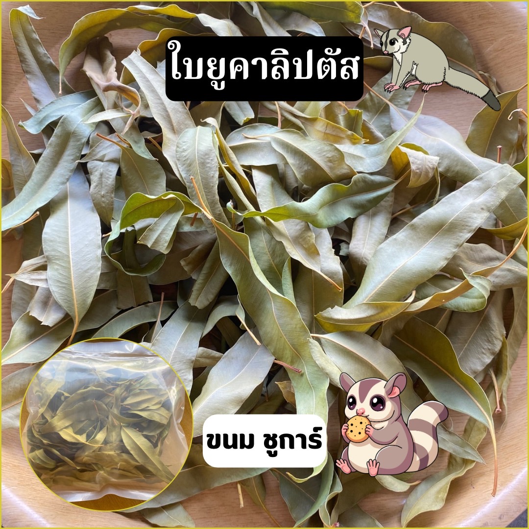 ใบยูคาลิปตัสอบแห้ง Eucalyptus