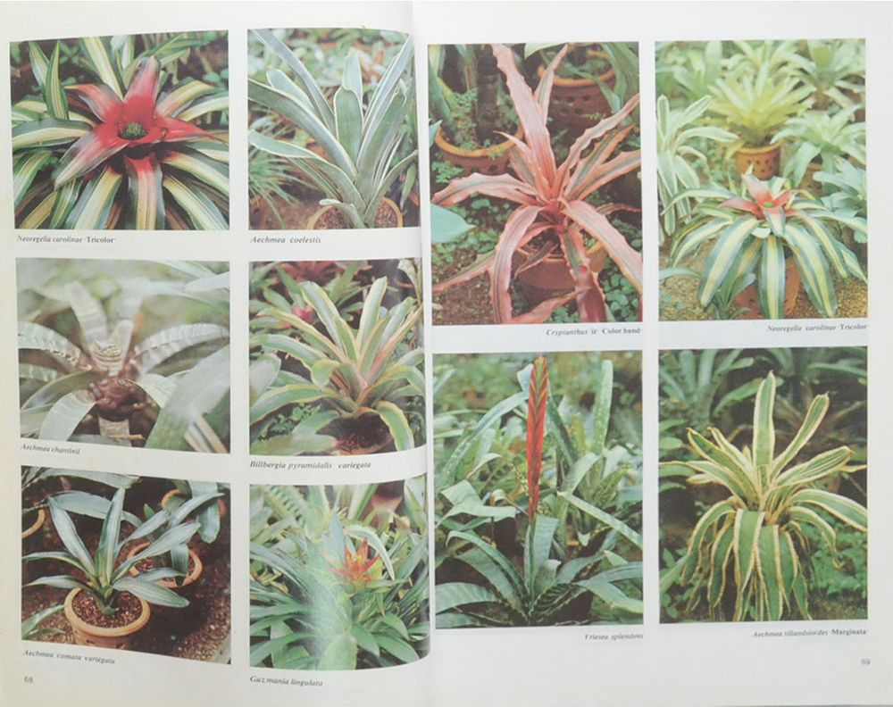 สารานุกรมไม้ประดับในประเทศไทย