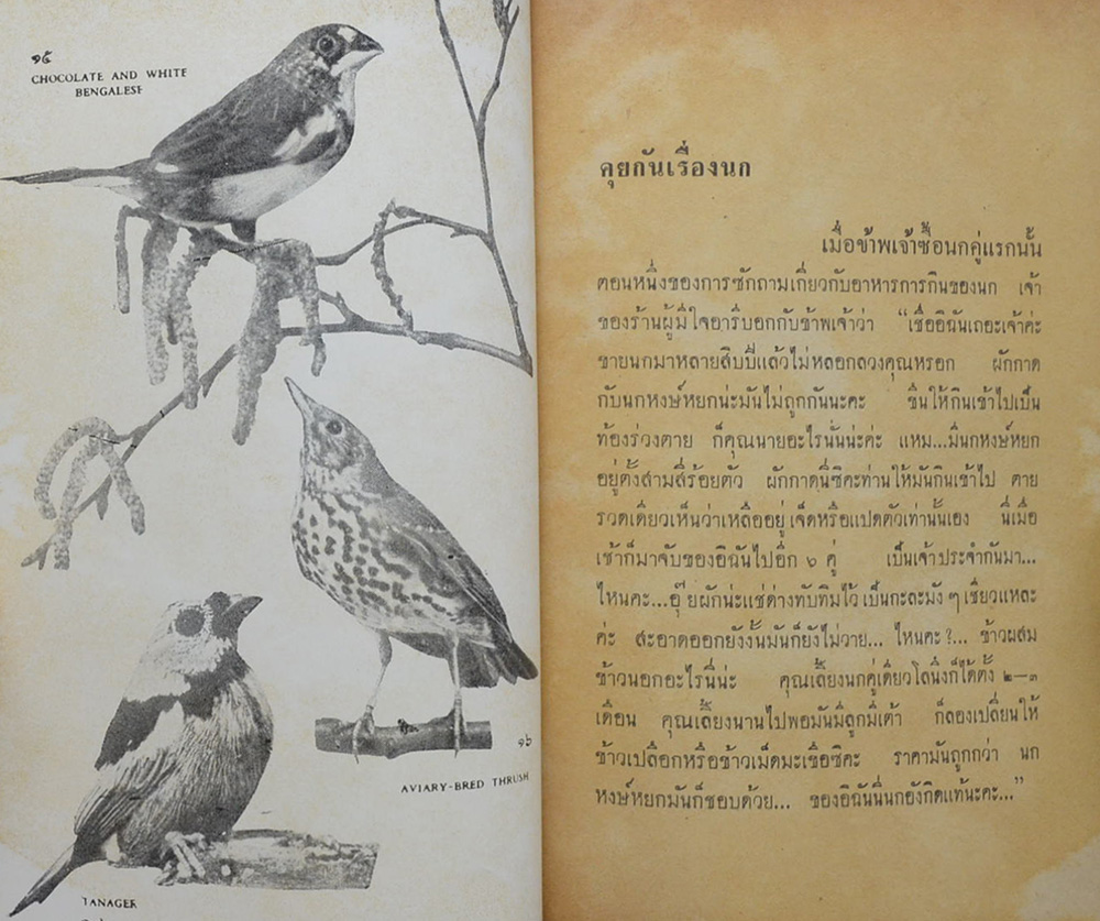 นกเลี้ยง