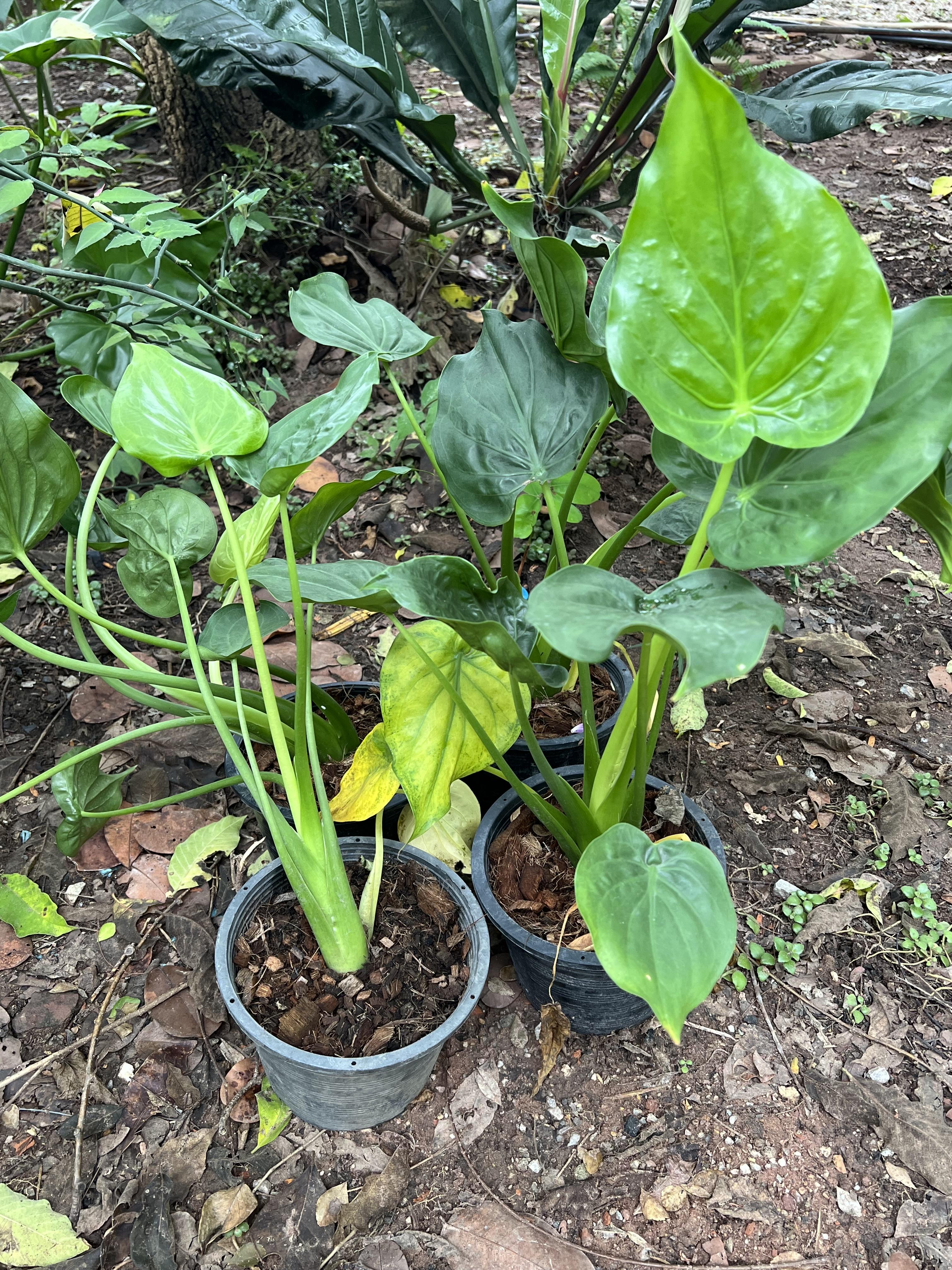 ต้นนางกวัก Chinese taro, Hooded Dwarf Elephant Ear, Buddha's Hand