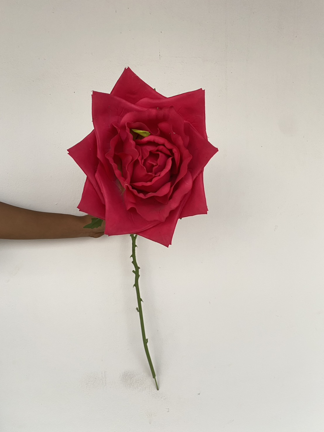 ดอกกุหลาบดอยตุง ดอกใหญ่ สีแดงอ่อน Rose