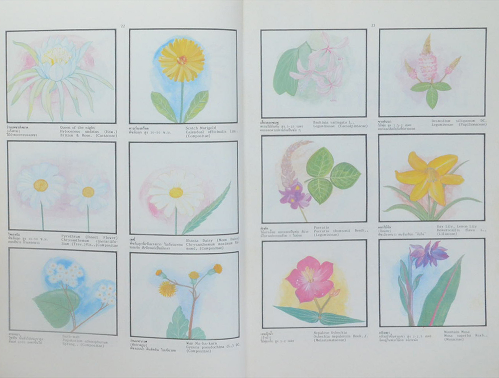 พจนานุกรมไม้ดอกไม้ประดับในเมืองไทย