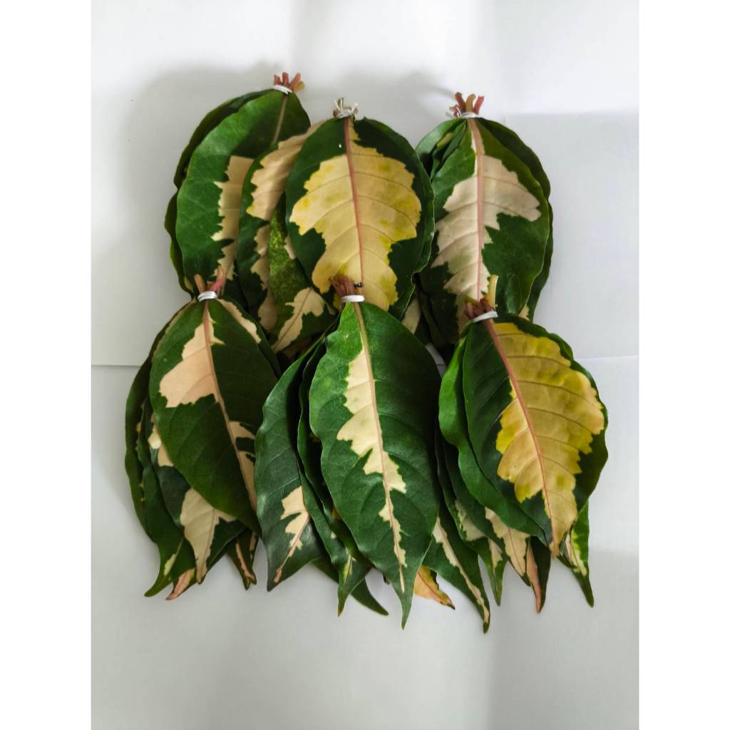 ใบเงิน Caricature plant