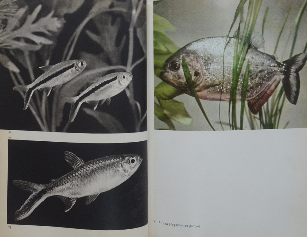 The Pictorial Encyclopedia of Fishes