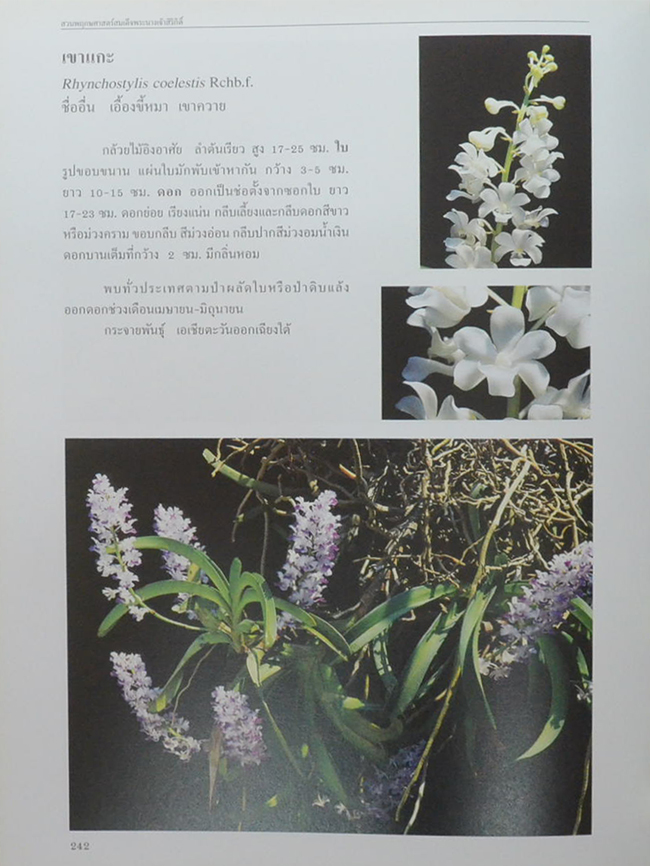 สวนพฤกษศาสตร์สมเด็จพระนางเจ้าสิริกิติ์ เล่ม 6 กล้วยไม้ไทย (ขายตามสภาพ)