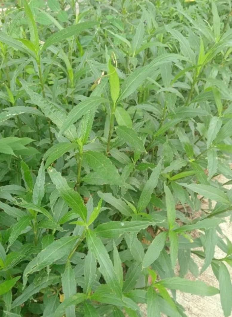 ใบฟ้าประทานพร หรือ ใบต้อยติ่ง ใบสด Mexican Bluebell