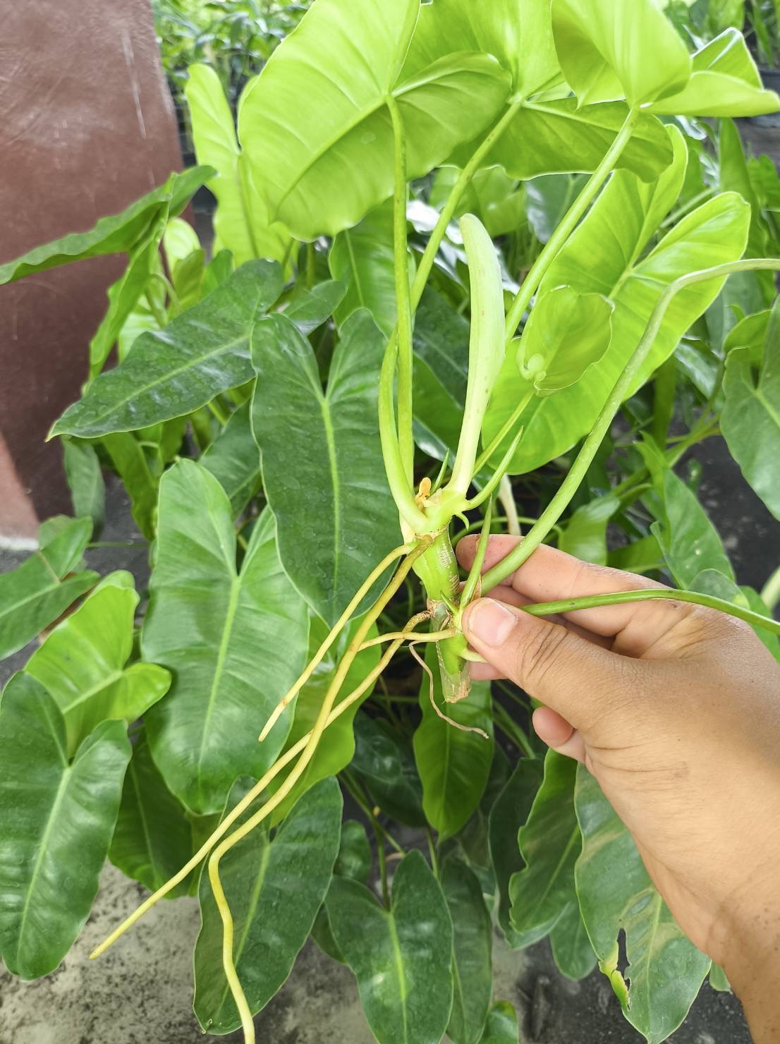 🌱 กิ่งฟิโลเดนดรอน ไม้ฟอกอากาศ philodendron