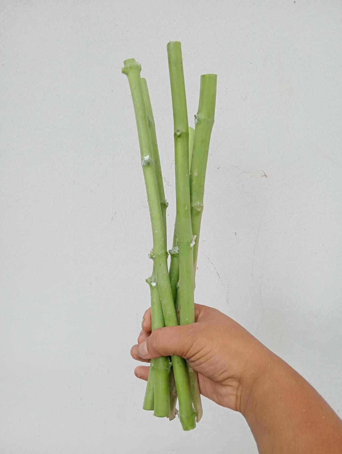 กิ่งพันธุ์ดอกรัก Crown flower สีม่วง,สีขาว