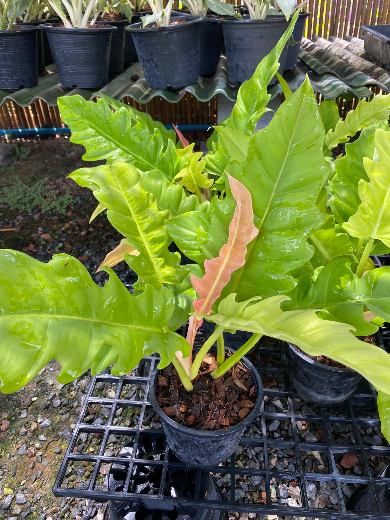 ฟิโลเดนดรอน ใบเลื่อยสีทอง พิณนาคทอง Philodendron golden saw