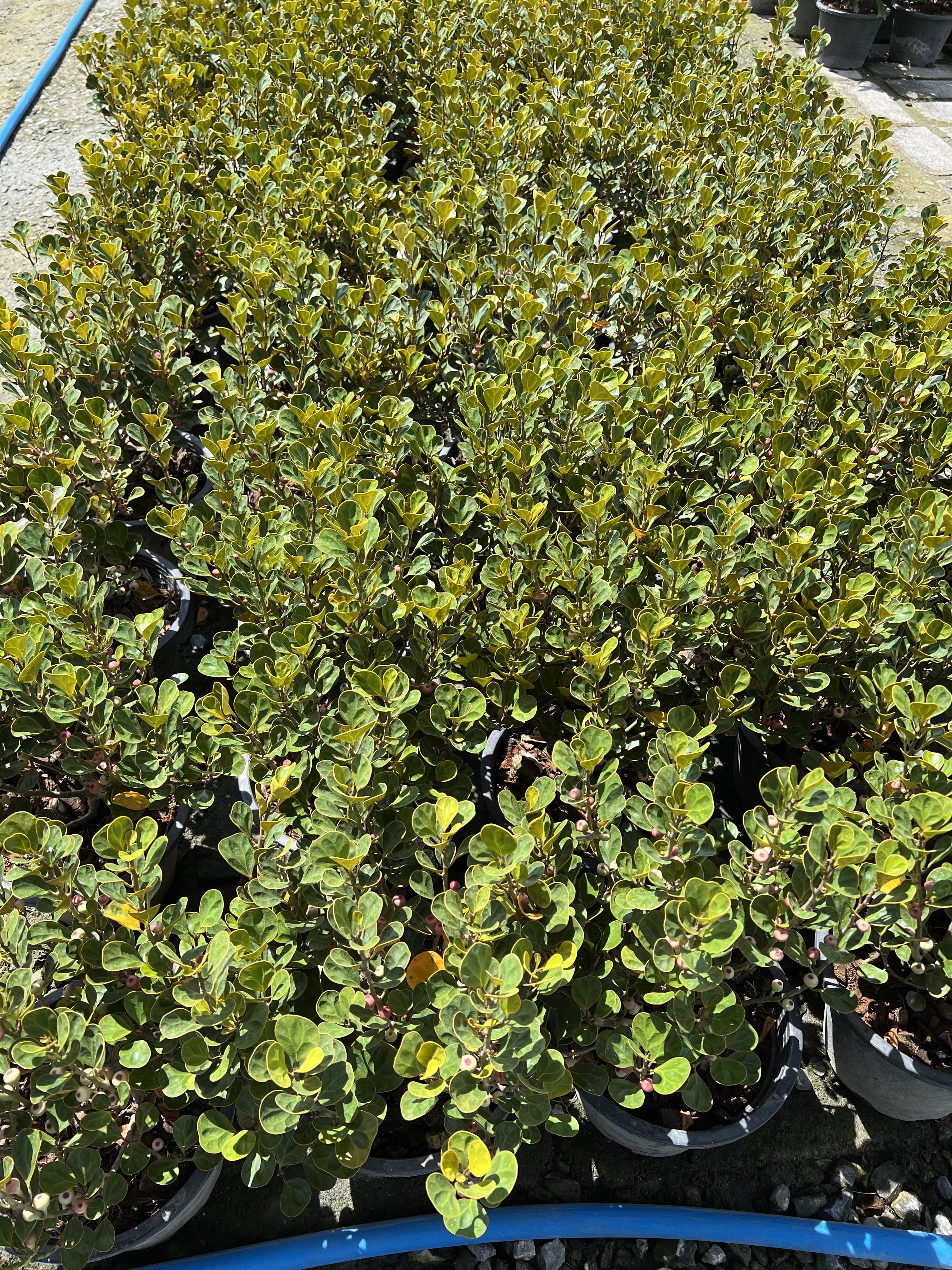 สาริกาลิ้นทองตัวเมีย Mistletoe Fig