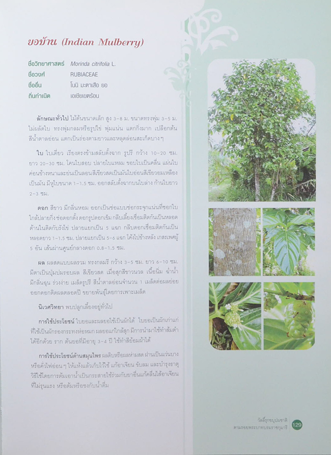 วัลลิ์รุกขบุปผชาติ ตามรอยพระบาทบรมราชกุมารี (ขายตามสภาพ)