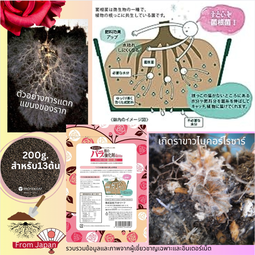 Protoleaf ปุ๋ยไมคอร์ไรซาร์ Mycorrhiza 200g. ผสม compost + เชื้อรา 18 ชนิด ช่วยปรับปรุงคุณภาพดิน ดูดซับอาหาร สำหรับกุหลาบ