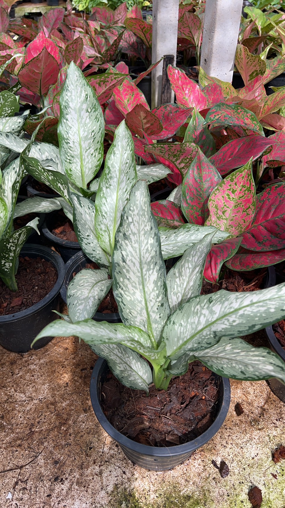 อโกลนีมา อุดมทรัพย์ Chinese Evergreen