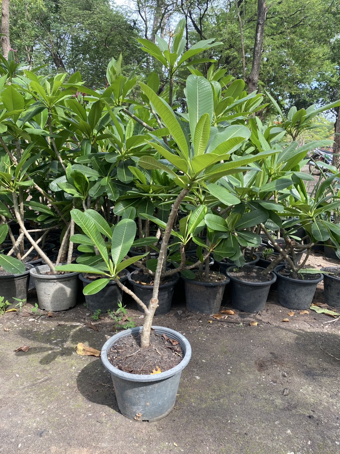 ต้นลีลาวดีชมพูเข้ม / ขาว Frangipani