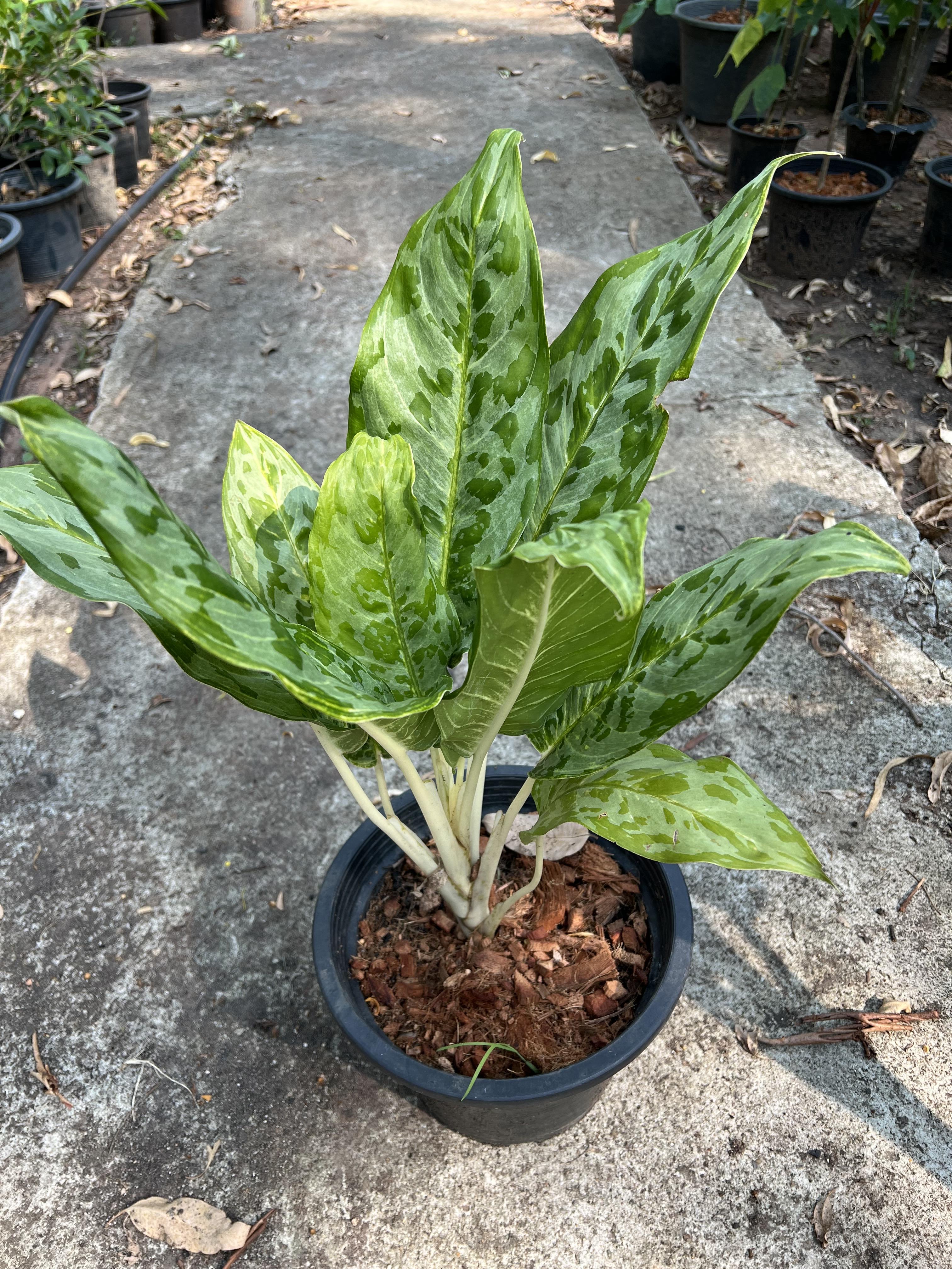 เศรษฐีเรือนทอง เศรษฐีวิลสันด่าง Dumb Cane Plants