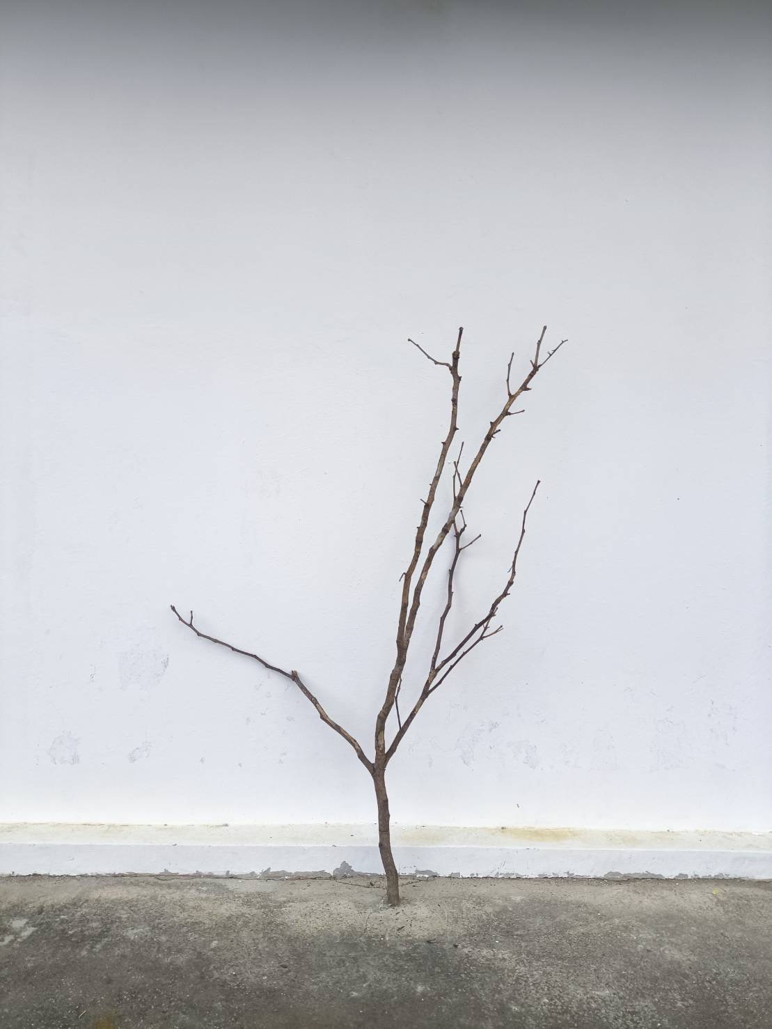 🌿 กิ่งไม้แห้งจริง Tree branch (เบอร์ 21)