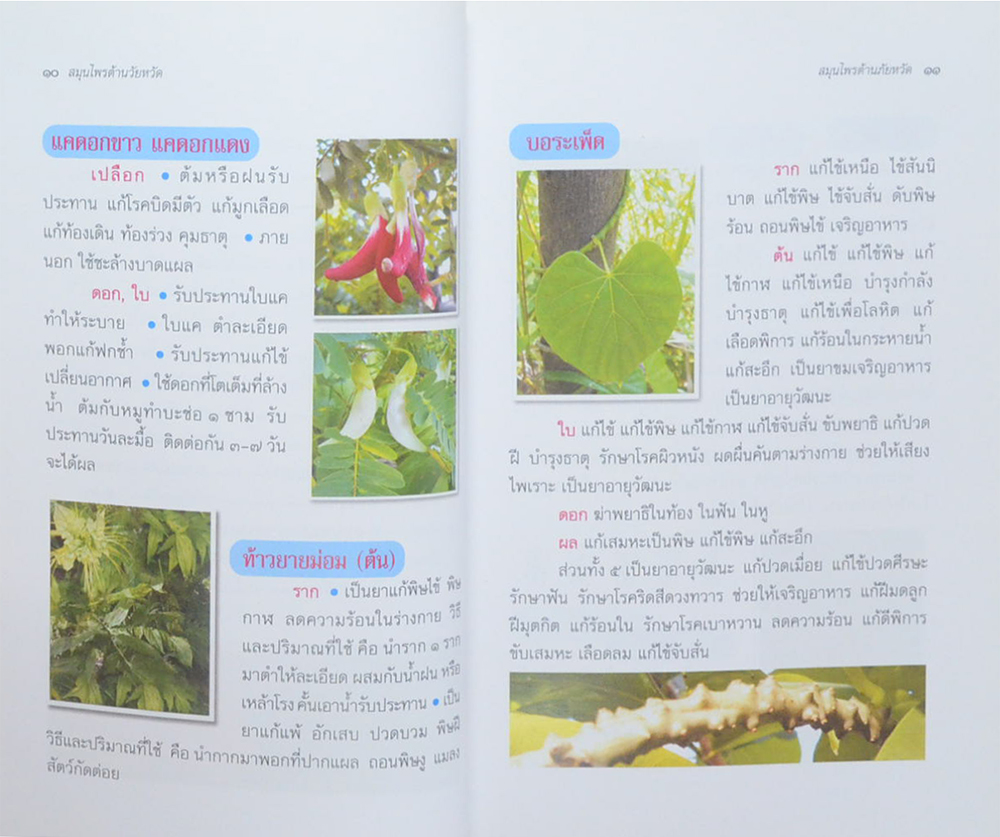 สมุนไพรต้านภัยหวัด