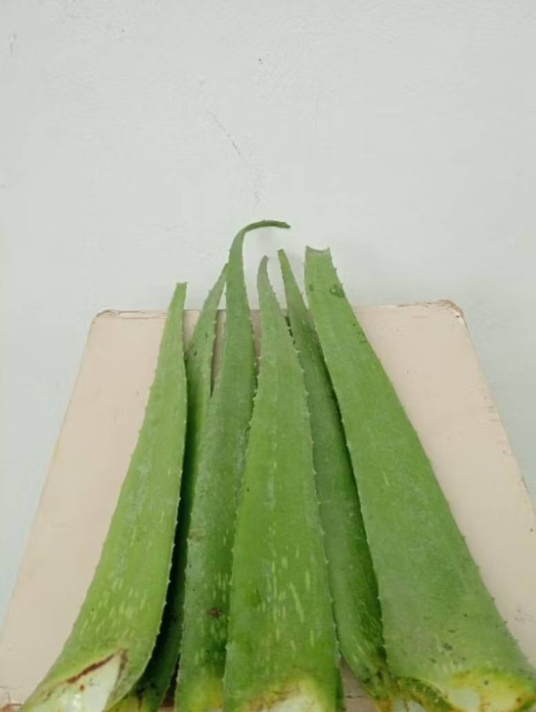 ใบว่านหางจระเข้ Aloe