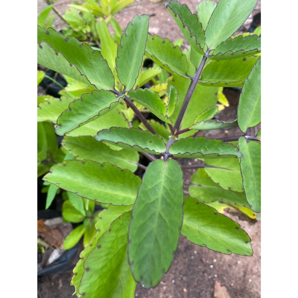ใบเศรษฐีพันล้าน หรือ ใบควํ่าตายง่ายเป็น Mother of Thousands