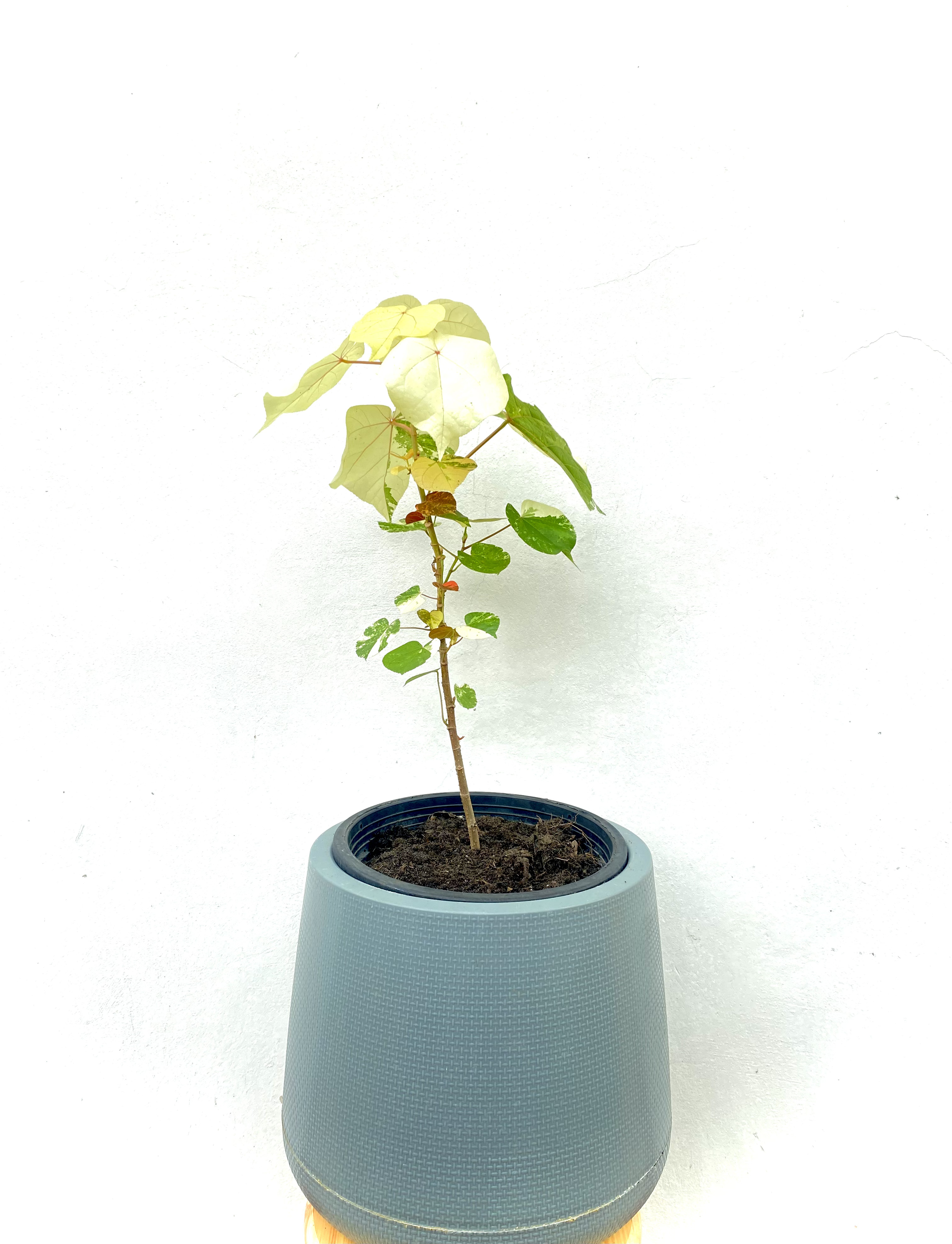 ต้นโพธิ์เจ็ดสี Bodhi Tree ไม้มงคล ไม้ด่าง ไม้ประดับ