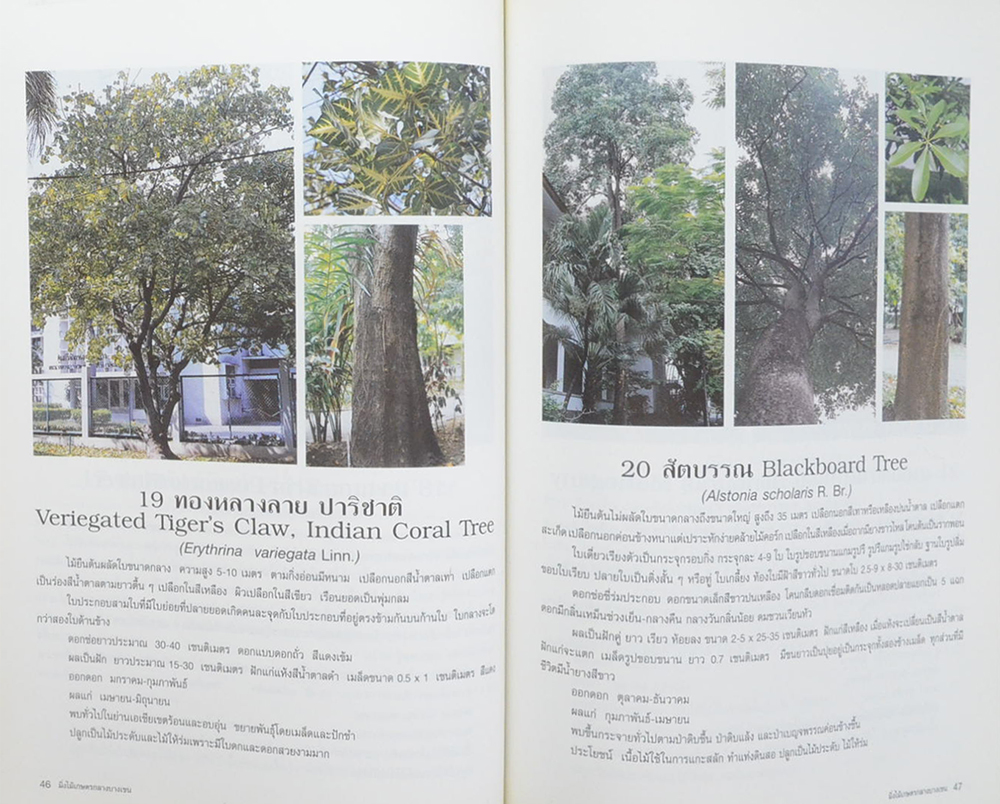 มิ่งไม้เกษตรกลางบางเขน (ขาตามสภาพ)