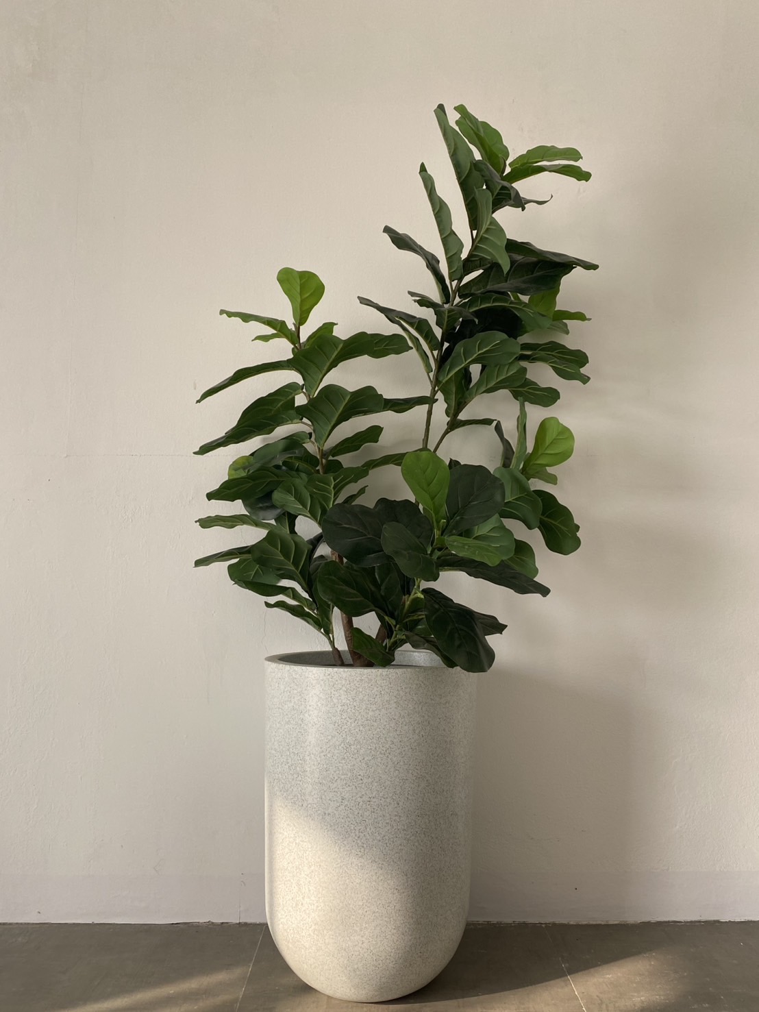 ต้นไทรใบสักแคระ ปลอม Ficus Lyrata Bambino