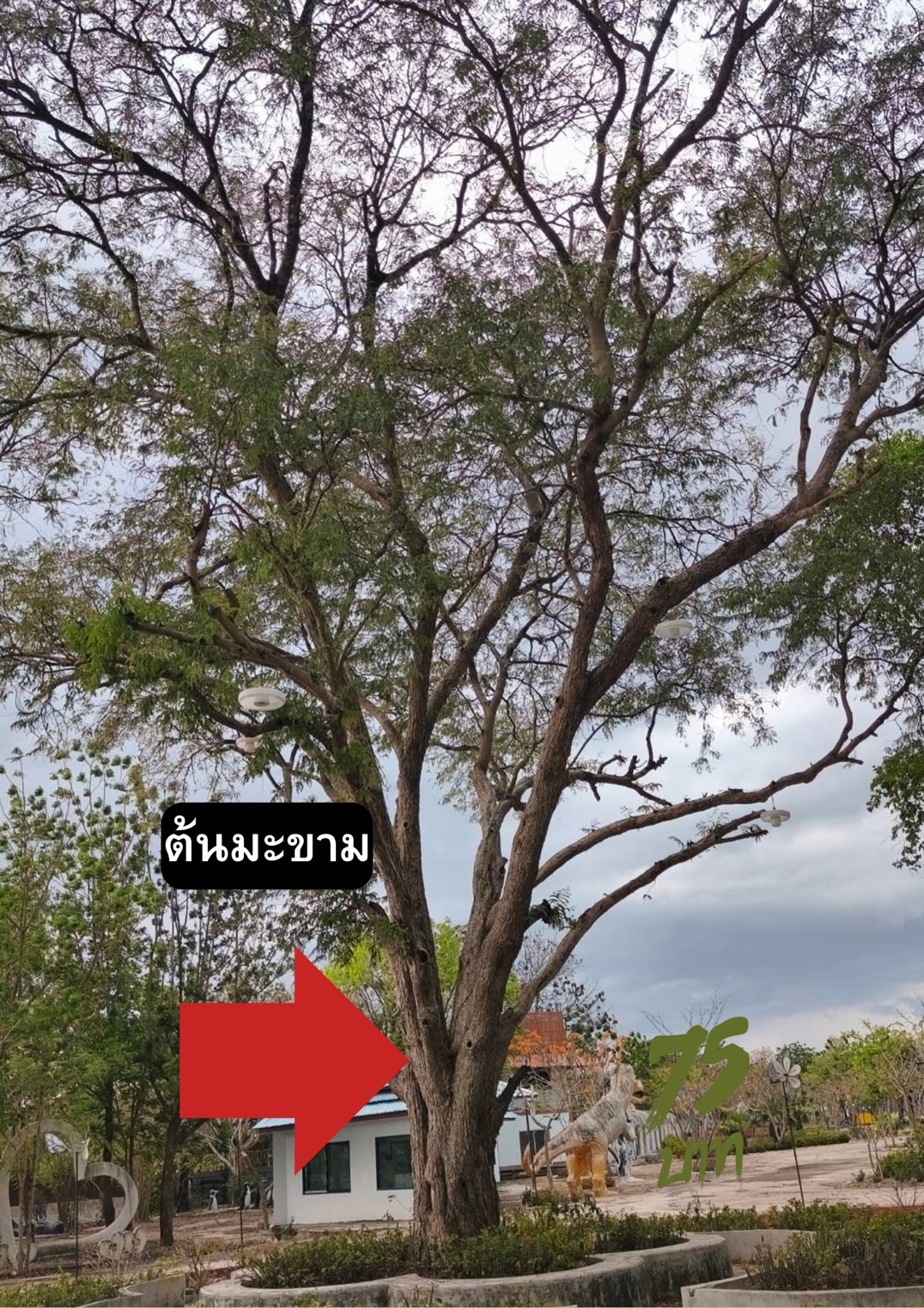 ต้นมะขาม Tamarindus indica L.