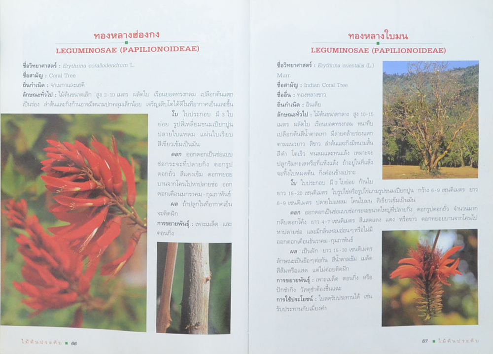 ไม้ต้นประดับ (เล่ม 2) (ขายตามสภาพ)