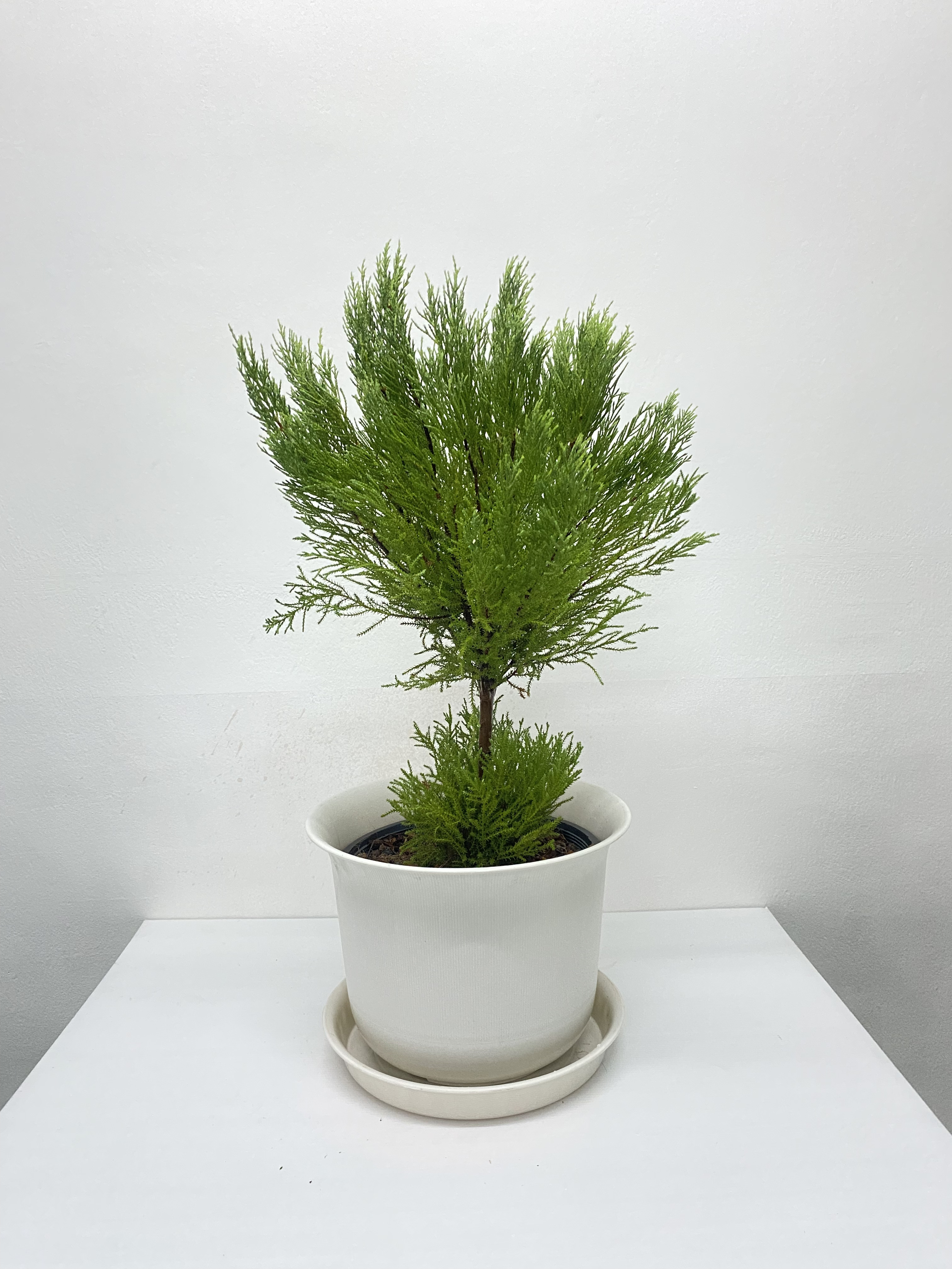 สนเลม่อน LEMON CYPRESS Collection
