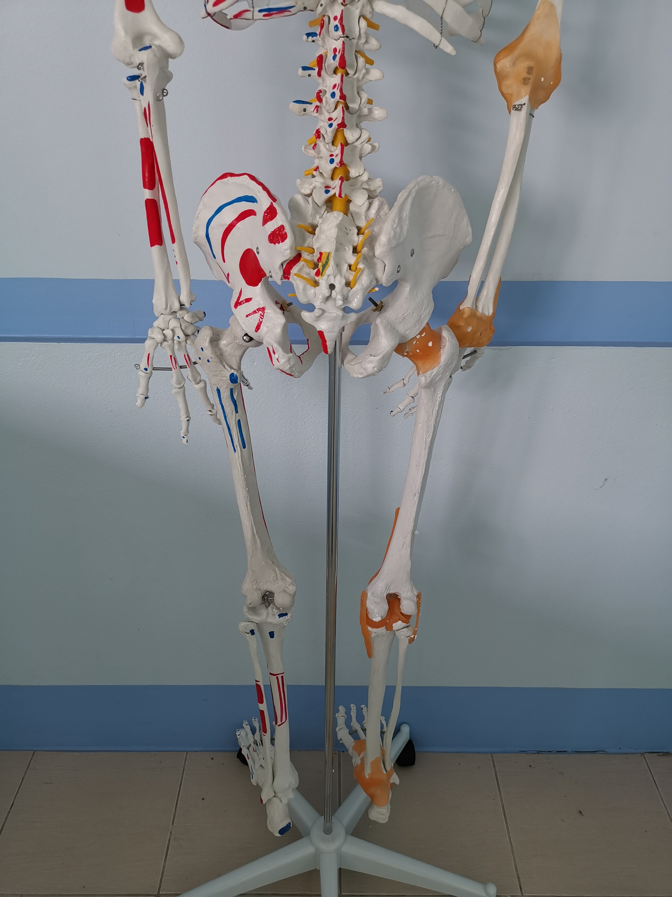 โมเดลโครงกระดูกมนุษย์ ขนาดเท่าของจริง แบบแสดงเอ็นข้อต่อและจุดเกาะกล้ามเนื้อ (รุ่น PVC แข็งแรงพิเศษ)
