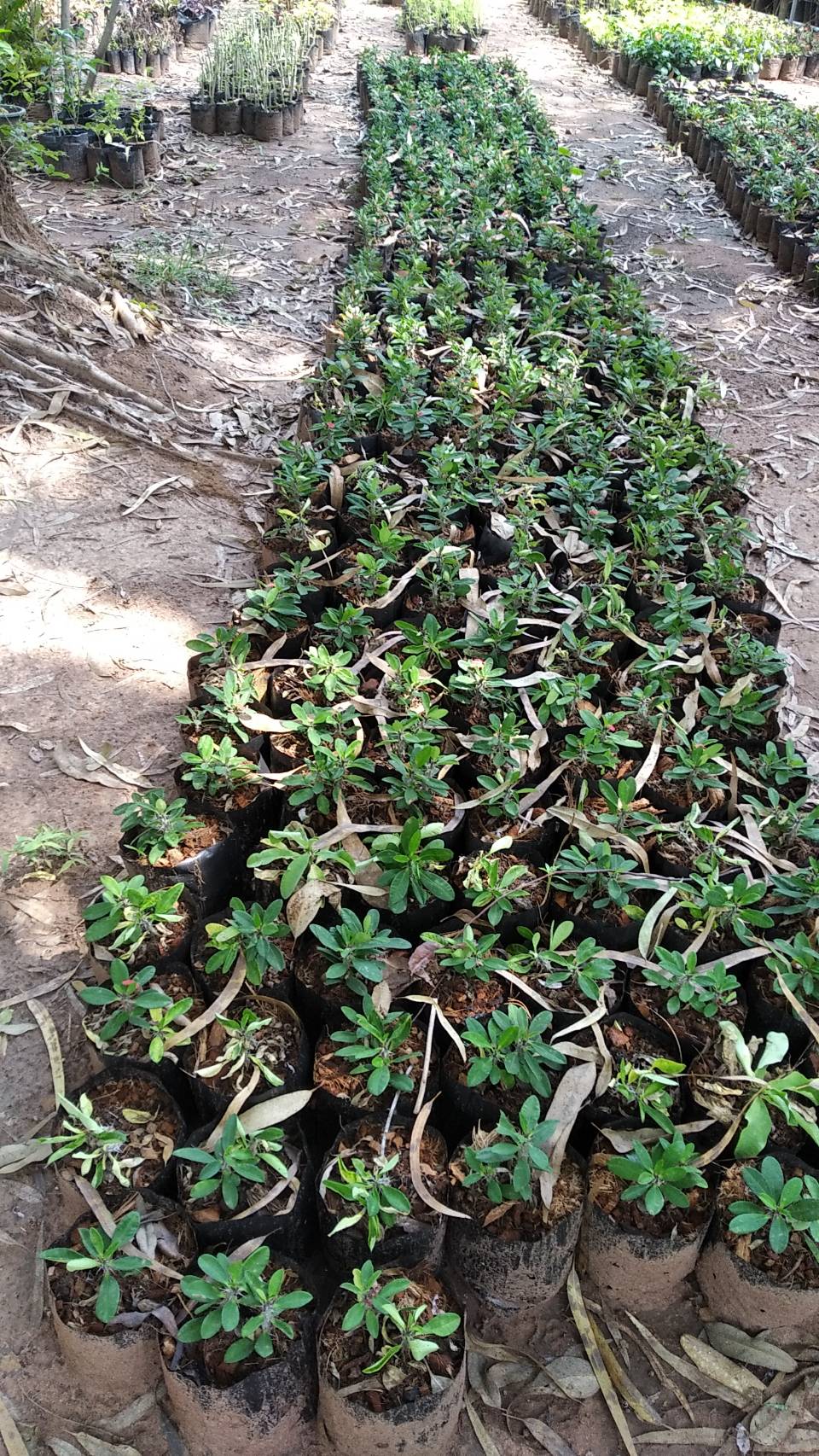 โป๊ยเซียน Crown of thorns ไม้มงคล