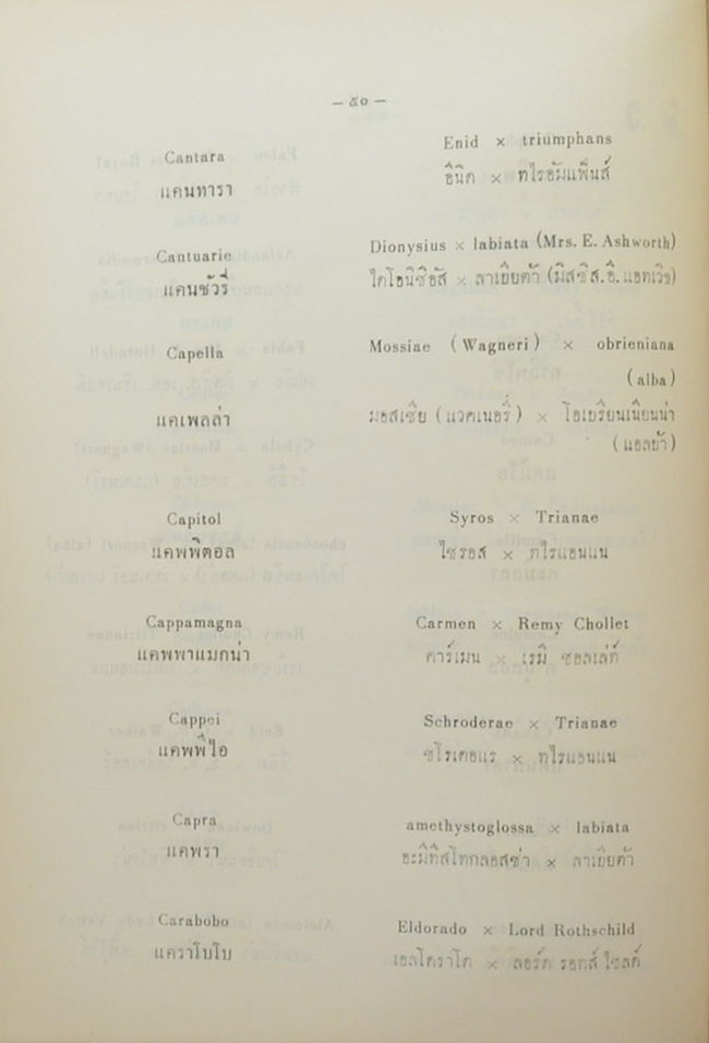 CATTLEYA & LAELIOCATTLEYA