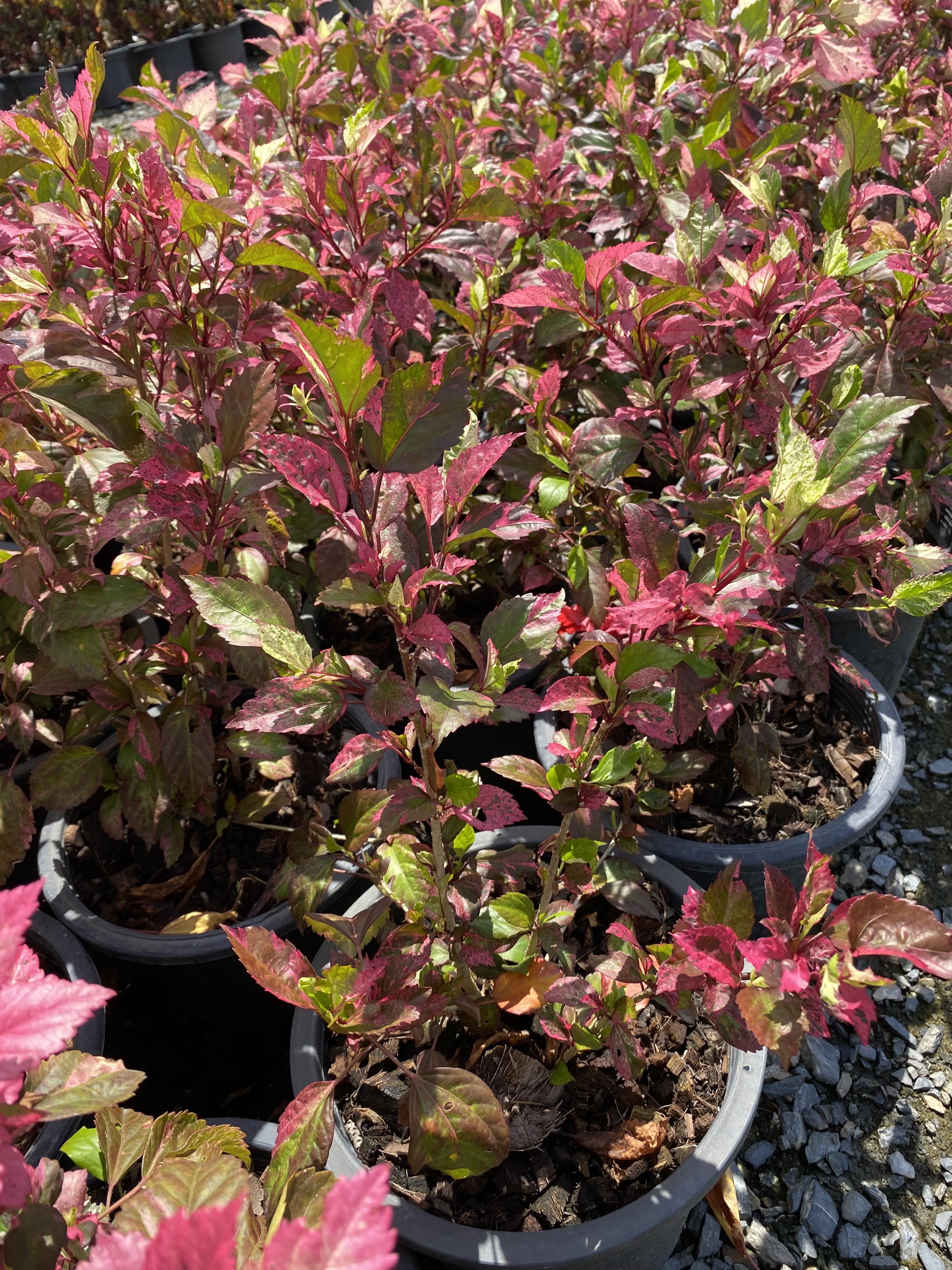 ชบาด่าง Snowflake Hibiscus