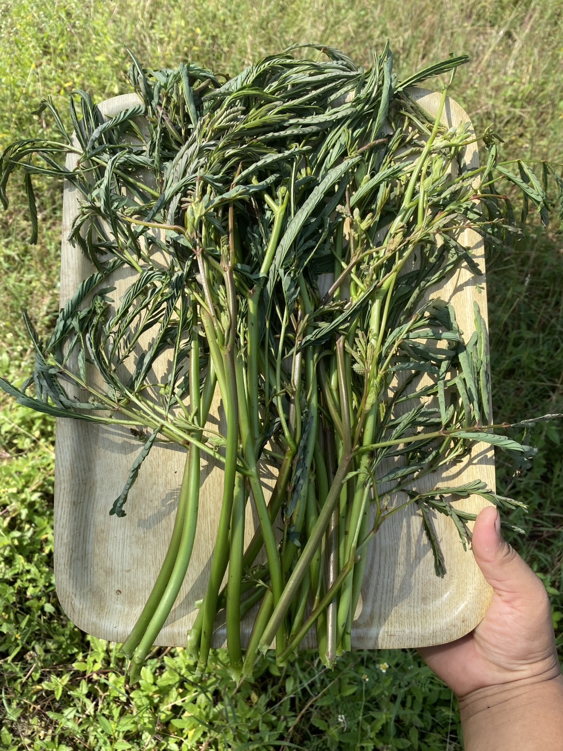 ผักกระเฉด กำใหญ่ ต้นกระเฉด Neptunia oleracea Lour