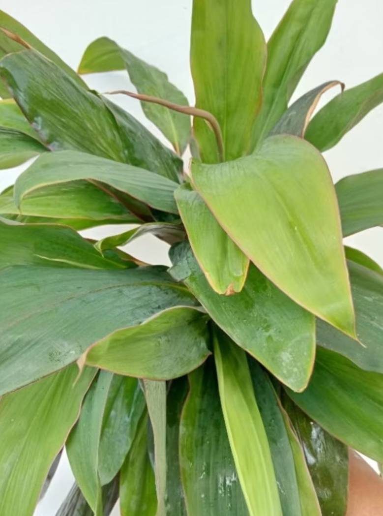 กิ่งหมากผู้หมากเมีย ใบใหญ่ (Cordyline Plant)