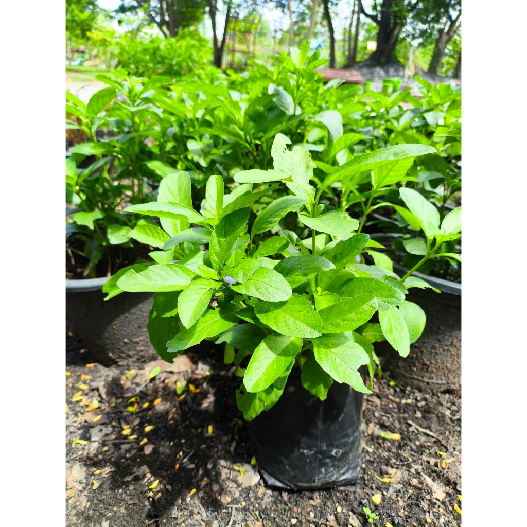 ต้นต้อยติ่ง (เป๊าะเป๊าะ) (ต้นละ 2 บาท)