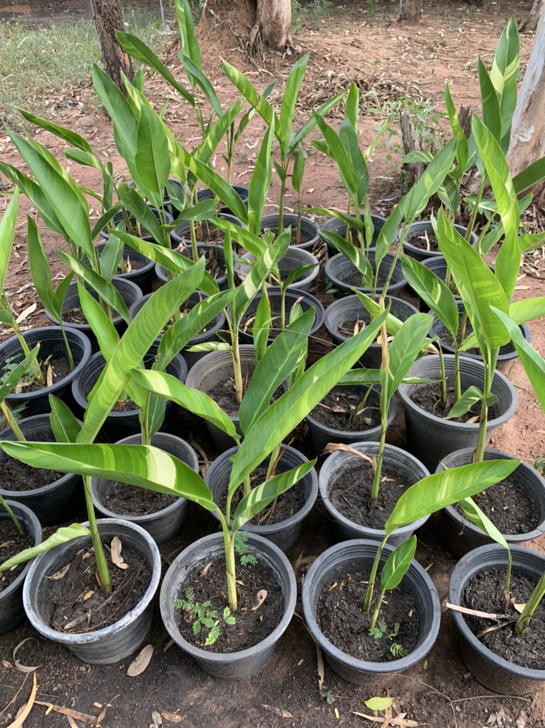 เบิร์ดด่าง เฮลิโคเนียด่าง ต้นปักษาสวรรค์ด่าง Heliconia ธรรมรักษาด่าง