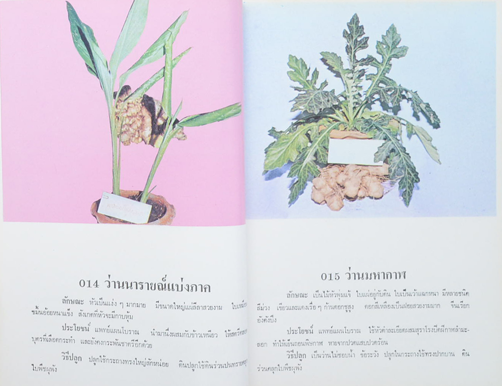 ว่านและไม้มงคล 300 ชนิด ฉบับมาตรฐาน เพิ่มเติมโกสนไทย
