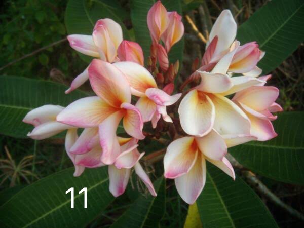 ต้นลีลาวดี ชมพูเจ้าพระยา ต้นลั่นทม Plumeria ไม้ดอกยืนต้น