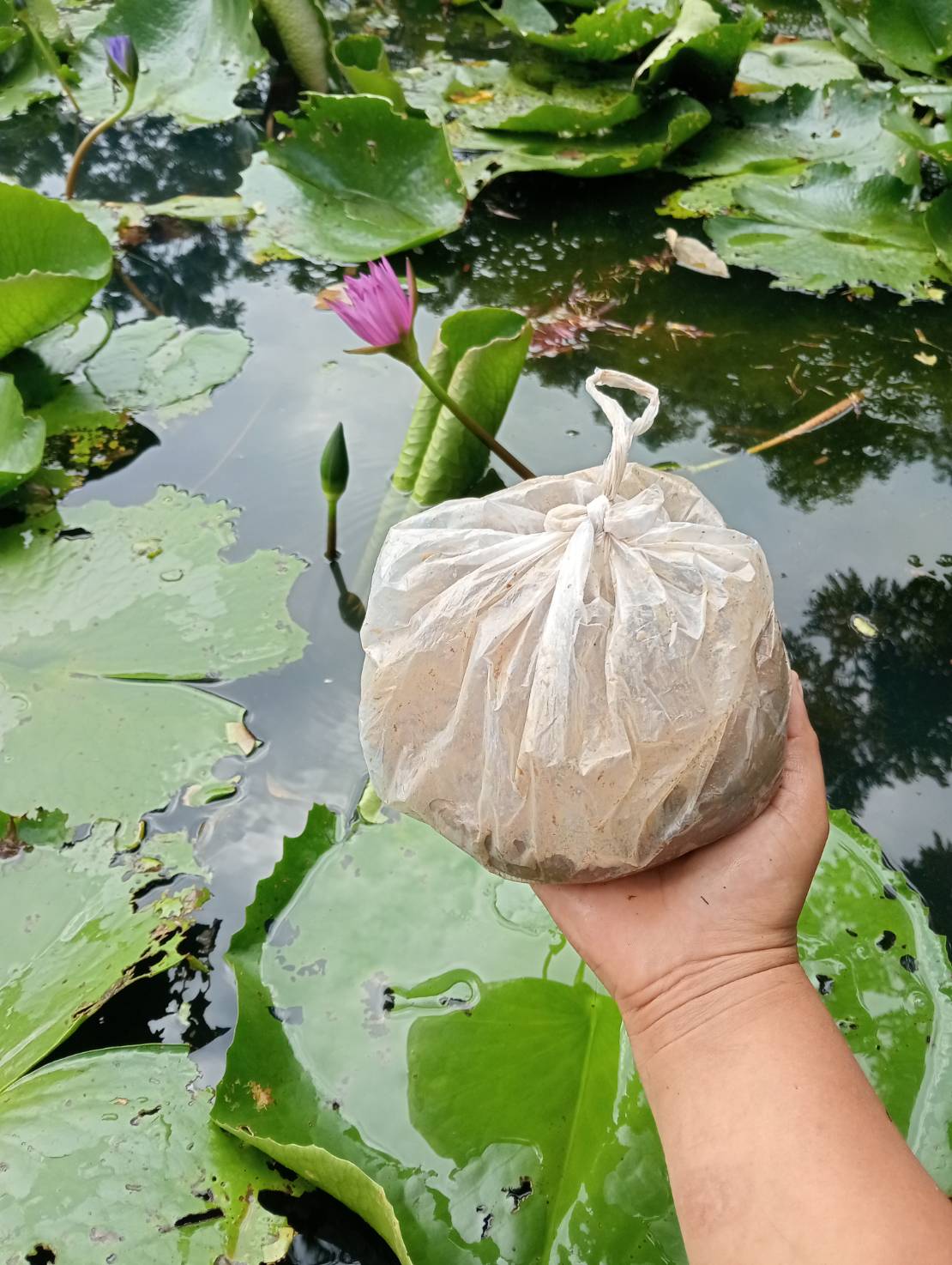 ดินเหนียว ดินปลูกบัว