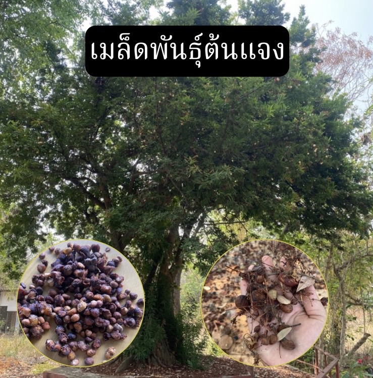 เมล็ดพันธุ์ต้นแจง