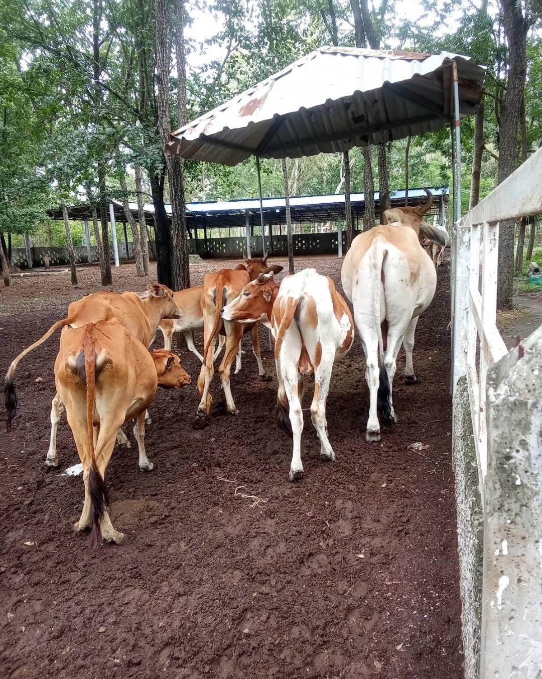 ปุ๋ยขี้วัวอัดเม็ดแท้ ปุ๋ยธรรมชาติ Organic Cow Manure Pellets