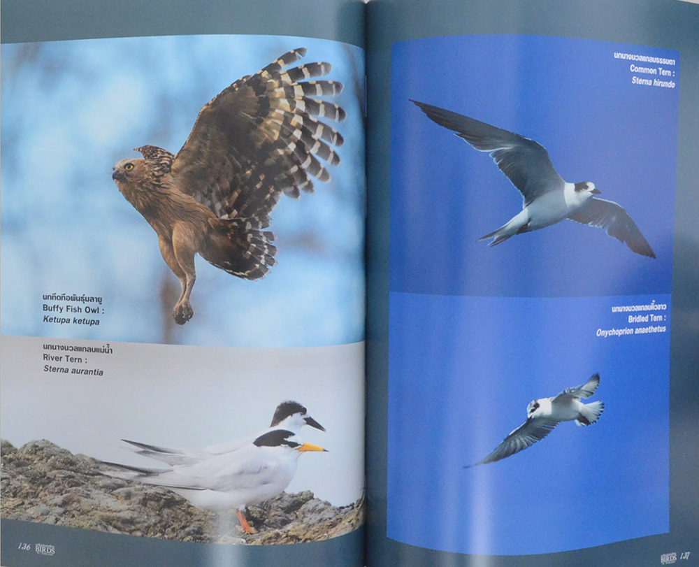 นกในประเทศไทย (ภาษาไทย-อังกฤษ)