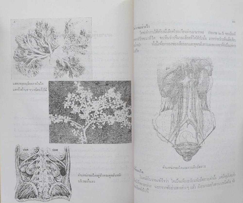 นางกมลศรี ณ สงขลา (พิพิธภัณฑ์ส่วนพระองค์ของสมเด็จพระพุทธเจ้าหลวง พระที่นั่งวิมานเมฆ)