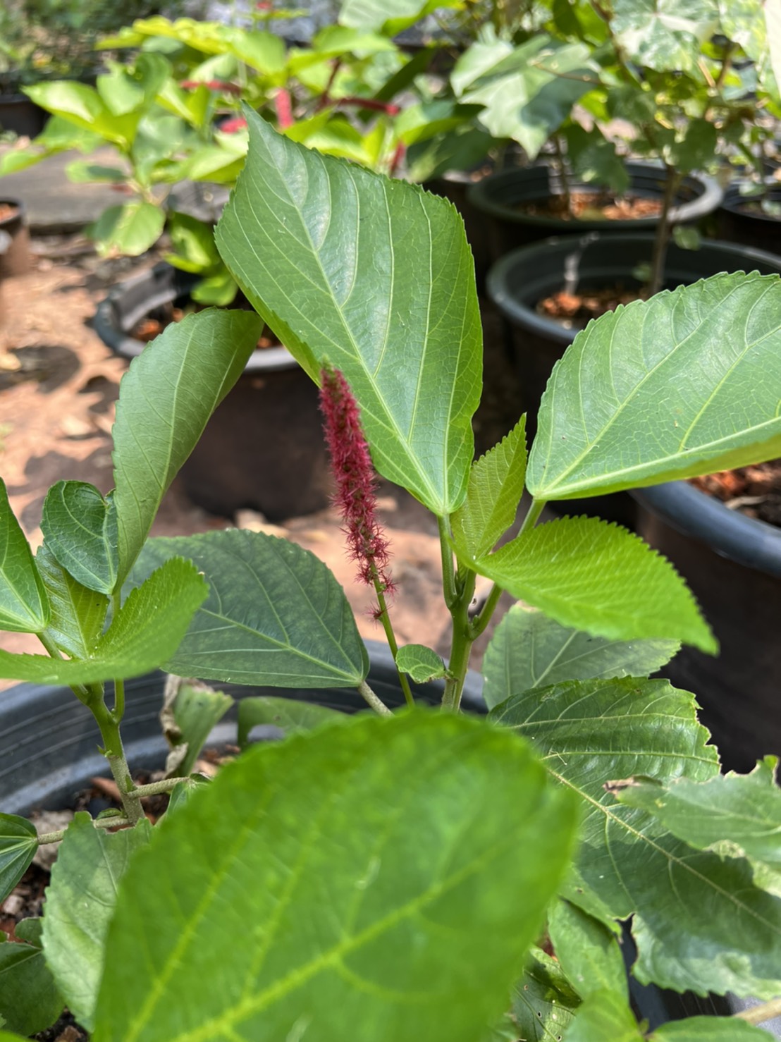 หางกระรอกแดง chenille red hot cattails