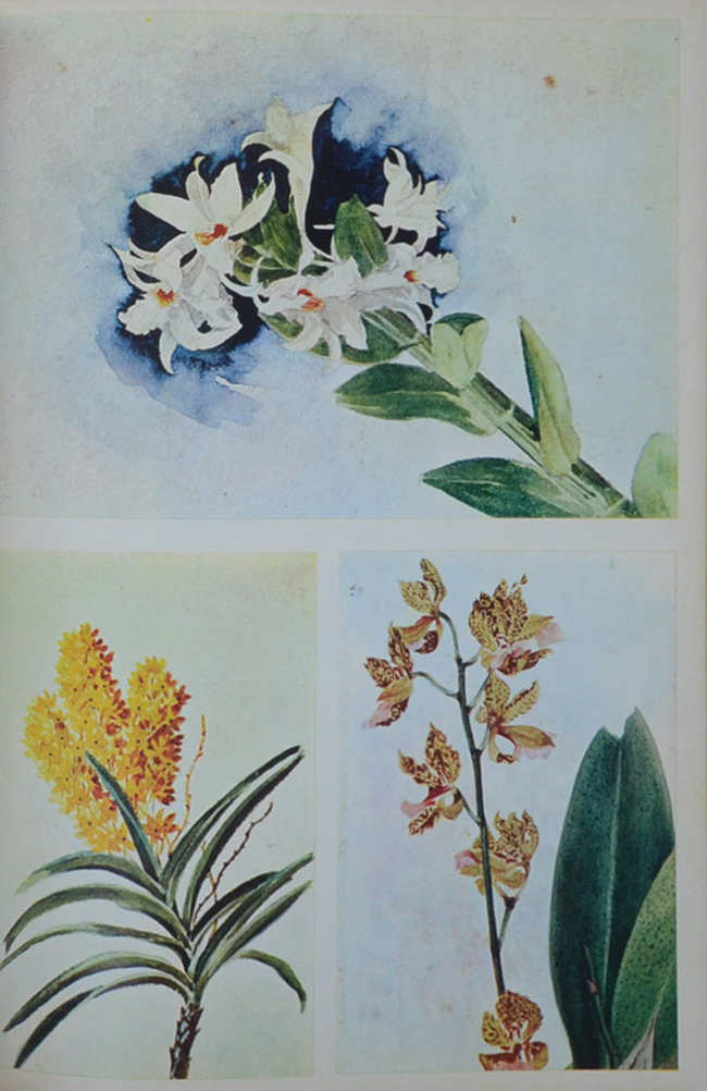 ผิว กัลยาณมิตร (มุมน้ำเงิน)