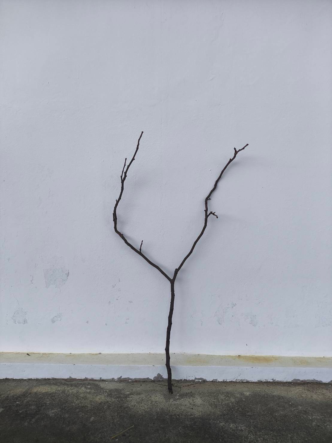 🌿 กิ่งไม้แห้งจริง Tree branch (เบอร์ 10)