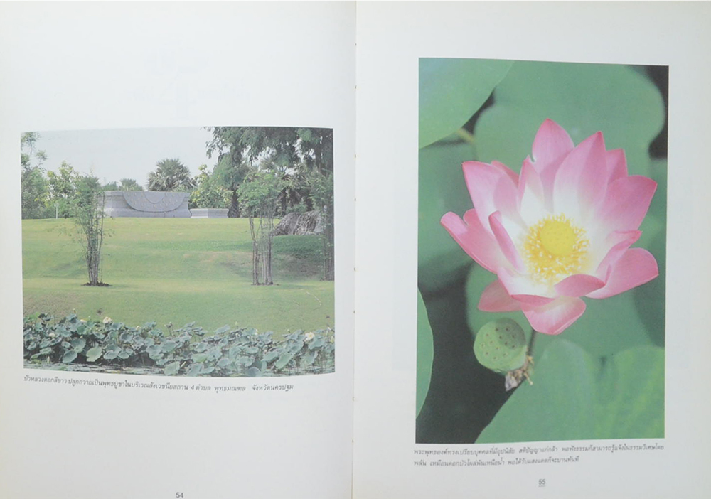 บัว ราชินีแห่งไม้น้ำ